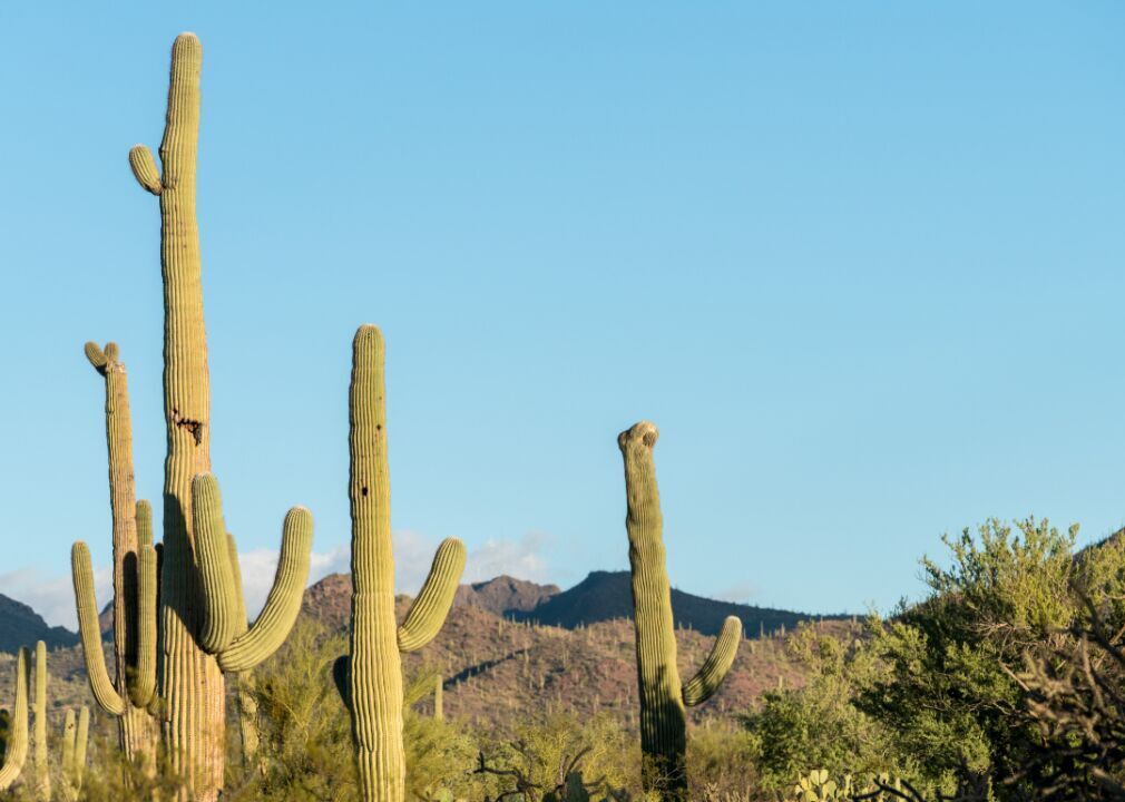 #24. Saguaro: Hike among giant cacti